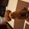 トイプードル 2歳5ヶ月   サムネイル7