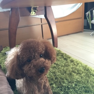 トイプードル 2歳5ヶ月  