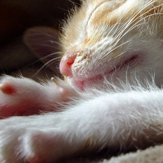 茶トラ白（ソックス猫）×２、茶トラ　３匹の兄妹仔猫