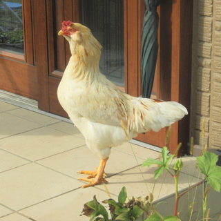 ボリスブラウン　雄鶏