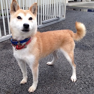 穏やかなシニア犬、きりたんぽちゃん♪