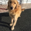 有難うございました！大至急募集ゴールデンレトリバー