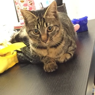 美猫なツンデレ嬢☆百合☆