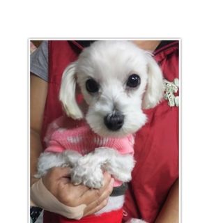 元気で甘えん坊のマルチーズ ♂ ２歳くらい