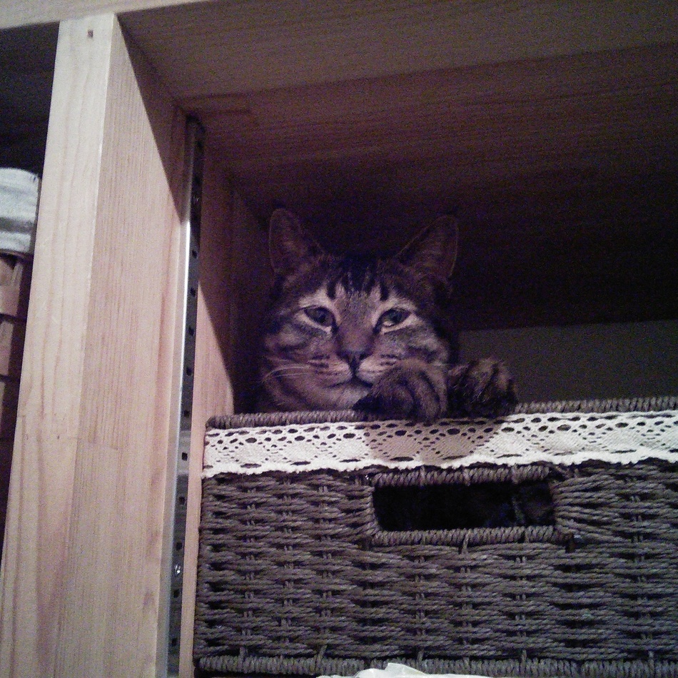 かやのカバー写真