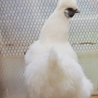 応募ありがとうございました。