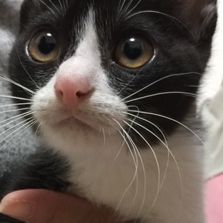 【2カ月】ハチワレの女の子の里親募集