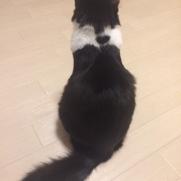 麦の背中に某学習塾のCMで流れる“やる気スイッチ”模様がある。しかも、見ようによってはハートマーク(ФωФ)❤