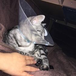 「去勢手術」サムネイル2