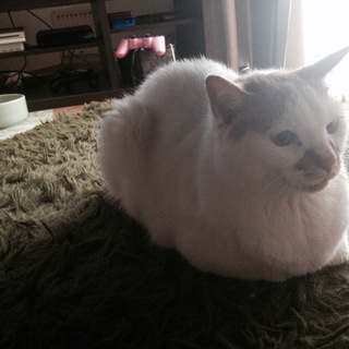 至急：11歳のおじいちゃん