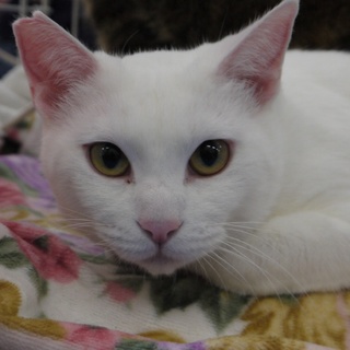 推定１歳の白ねこ女の子さん