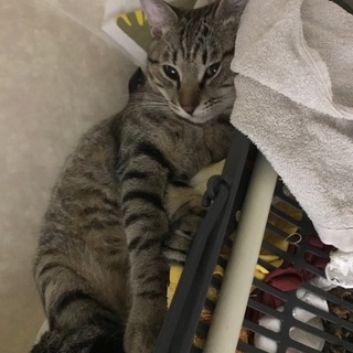 急募！可愛いサバトラ子猫の里親になってくださる方