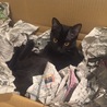 インザ新聞紙プール