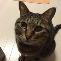 風（ふう）