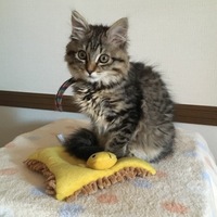 Kitti
