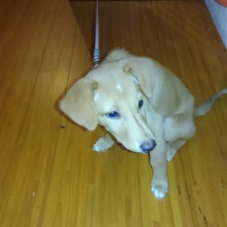 可愛い2ヵ月半のミックス女の子