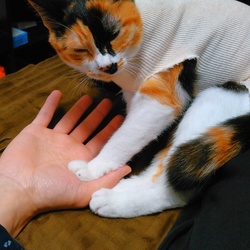 避妊手術無事完了！