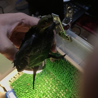 ニホンイシガメ２匹里親募集