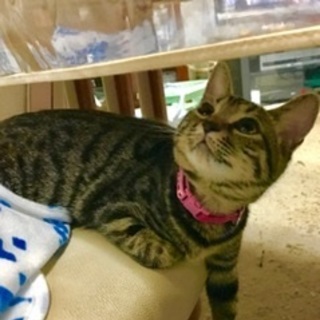 甘えん坊茶キジちゃん猫親様募集中