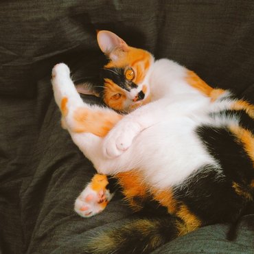 オンザこたつ布団