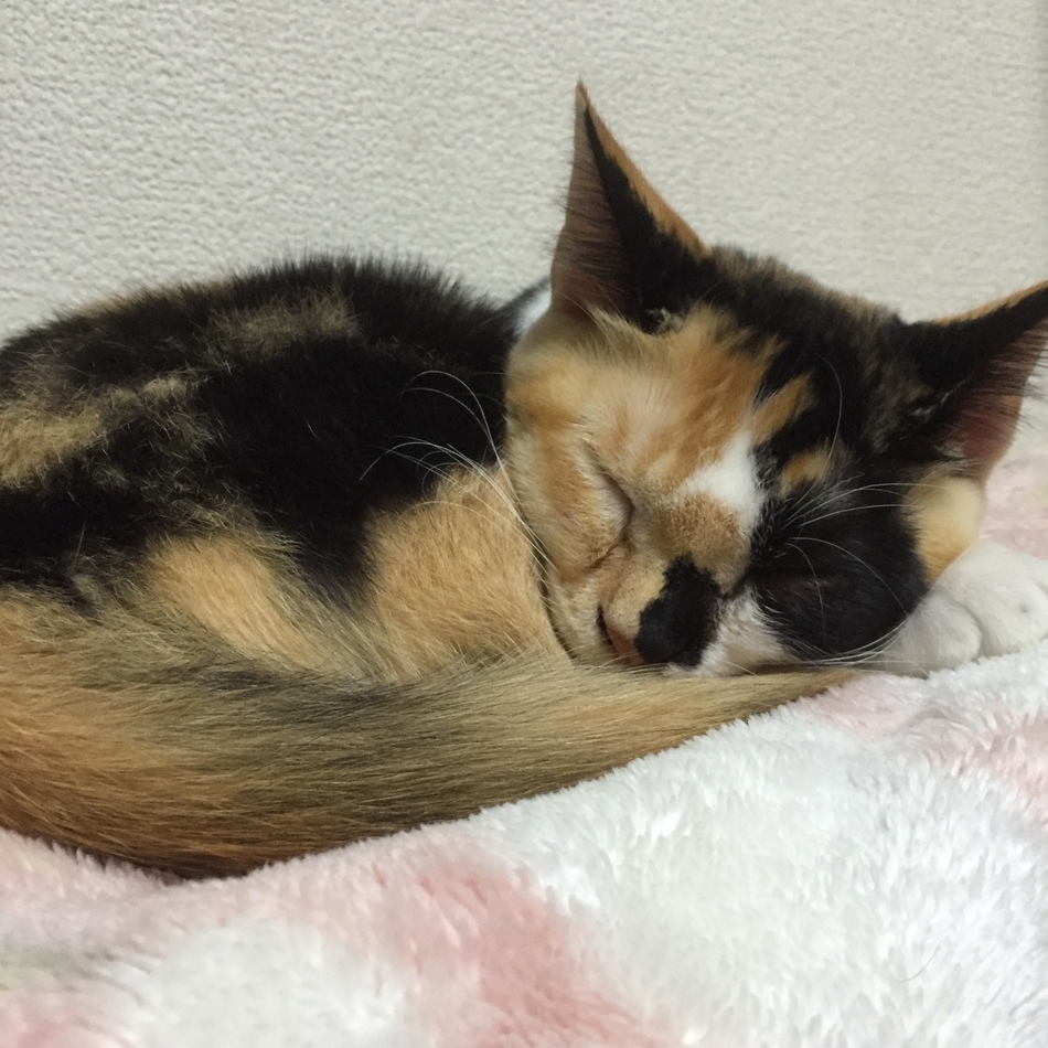 花火のカバー写真