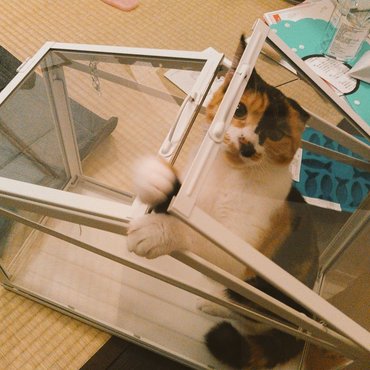 IKEAの温室。それ植物用なんだけどなー