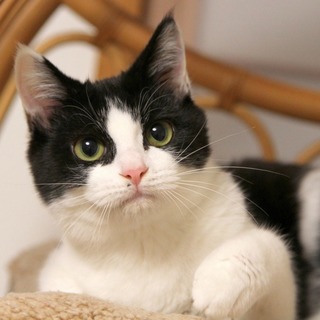 とってもキュートなハチワレボーイ・リップル