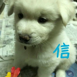 ありがとうございます。信くん。