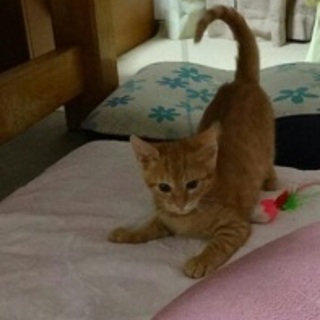 元気なちびっこ猫、キューピー君！