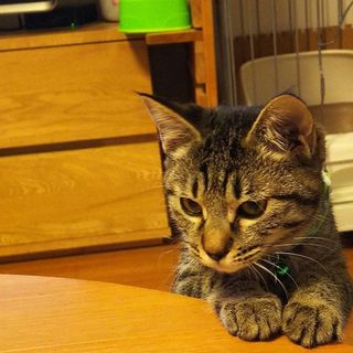 おちゃめな、ひなた　キジトラ　３か月