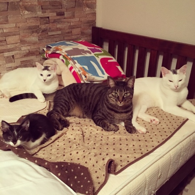 はっちのおうちのカバー写真