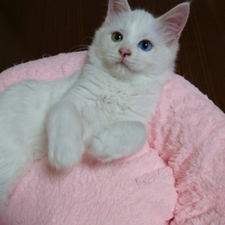 優しいご家族の一員になり幸せになります☆