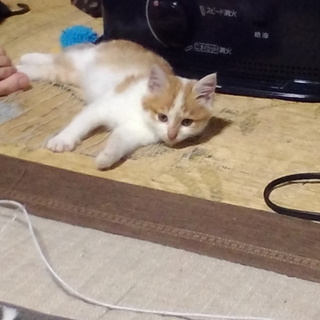 子猫を家族として迎えてくれる人探しています