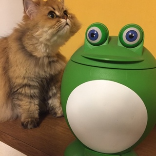 人懐っこいペルシャの女の子