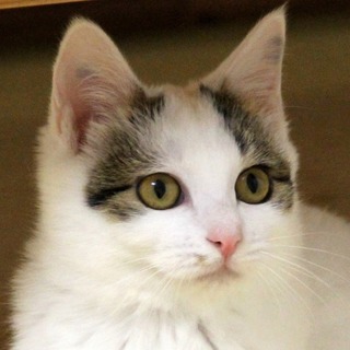 美猫中の美猫～はんなり美少女！・サラサ