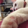 肉球ぅ〜