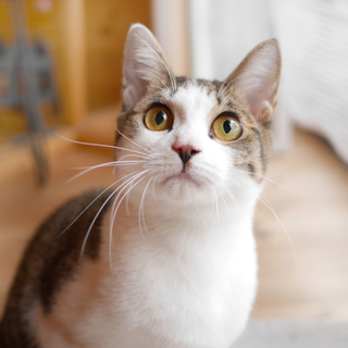 ミチャくん（仮）の飼い主様募集