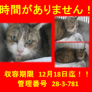 持込されました！5歳の元飼い猫ちゃんです！
