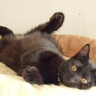 マイペースな黒猫