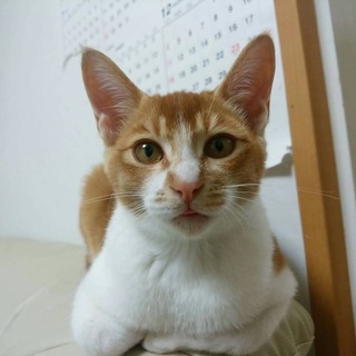 7ヵ月 甘えん坊オス かぎしっぽ