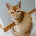 おしとやか猫