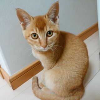 おしとやか猫