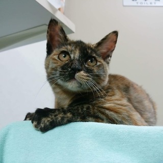 かまってちゃん