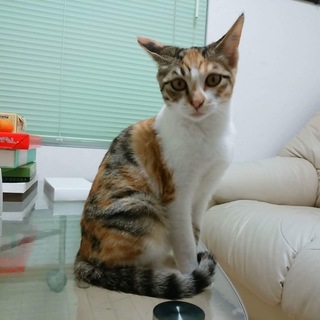 人間大好き甘えん坊さん