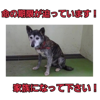 募集ゼロ!時間がありません!!家族になって下さい!