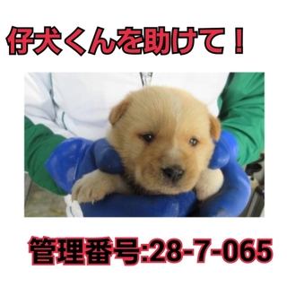 命の期限が迫っています!仔犬くんを助けて①
