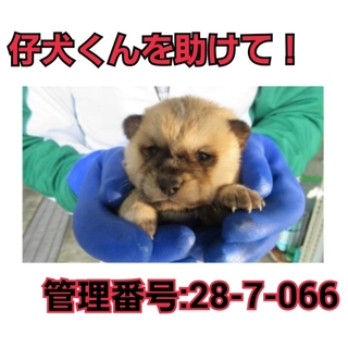 命の期限が迫っています！仔犬くんを助けて②