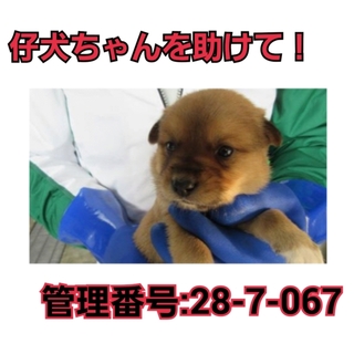 命の期限が迫っています!仔犬ちゃんを助けて③