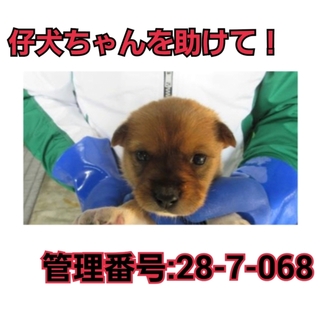 命の期限が迫っています!仔犬ちゃんを助けて④