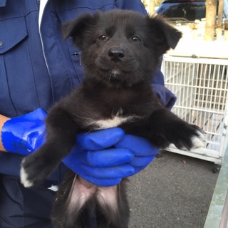 生後2〜3ヶ月 可愛い子犬②♬